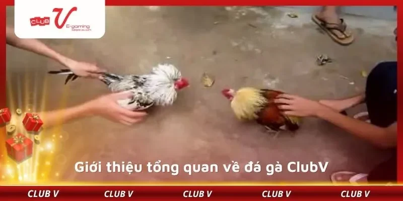 Hướng dẫn tham gia chi tiết từ nhà cái